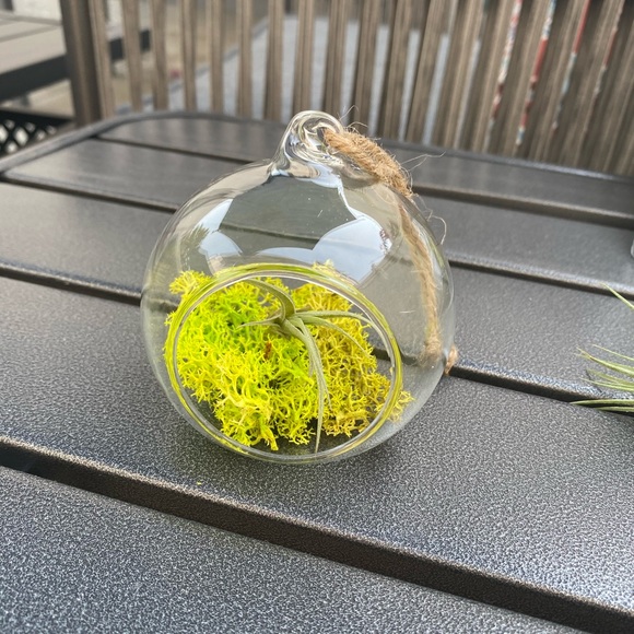 2 LEFT: Terrarium - Picture 4 of 7